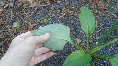 maybe Fortunei Hyacinthina weedling - July 12, 2016