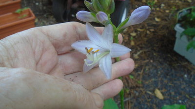 maybe Fortunei Hyacinthina weedling - July 12, 2016