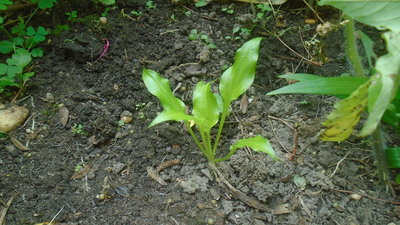 maybe a Friends weedling - July 13, 2016