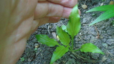 maybe a Friends weedling - July 13, 2016