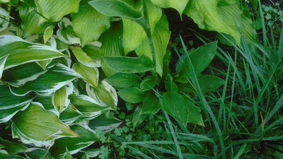 Front lawn garden weedling - July 24, 2016