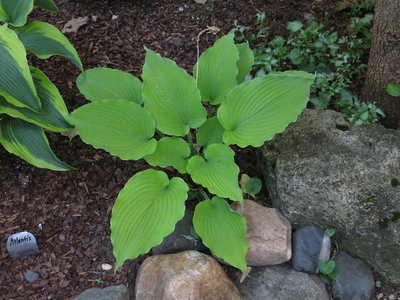 Hosta SEEDLING 11G01.JPG