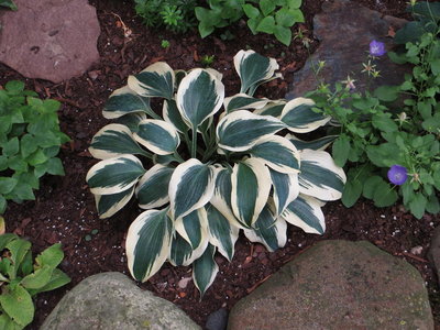 Hosta Blue Ivory.JPG