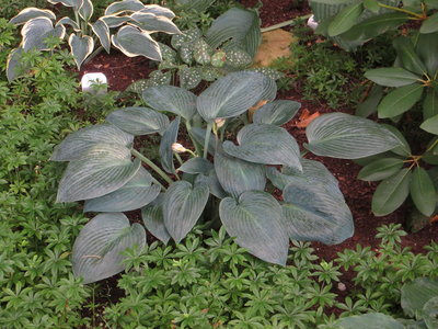 Hosta Blue Wedgwood.JPG