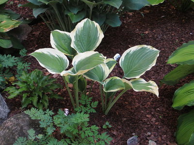 Hosta Ivory Coast.JPG