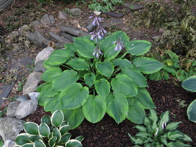 Hosta Key Lime Pie.JPG