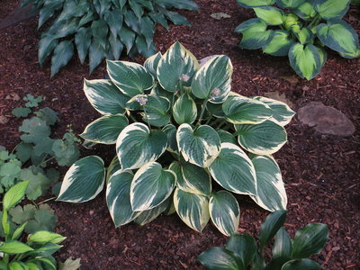 Hosta Lakeside Kaleidoscope.JPG