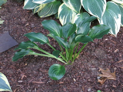 Hosta Lily Pad.JPG