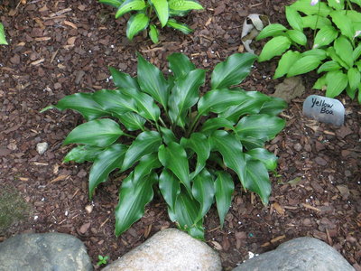 Hosta Raspberry Sorbet 2.JPG