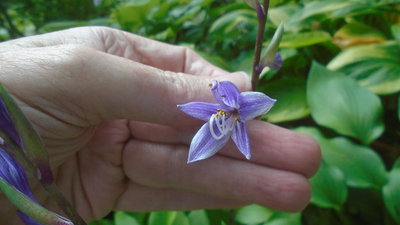 Miss Angie seedling Q1-A &quot;Miss Selene&quot; - July 31, 2016