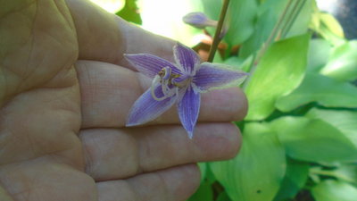 Miss Angie seedling Q1-A &quot;Miss Selene&quot; - July 31, 2016