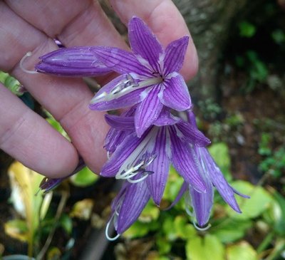 Kiwi Leap Frog flowers - August 20, 2016