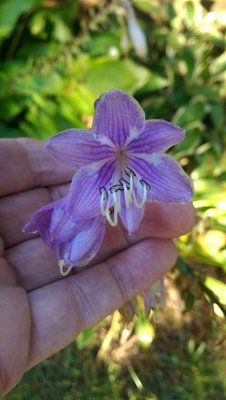 Back Lawn Weedling -3 - August 22, 2016