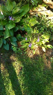 Back Lawn Weedling -3 - August 22, 2016