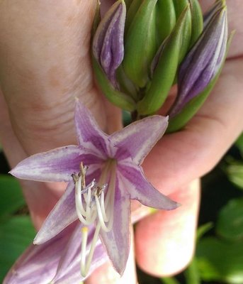 AWS Katsuragawa Beni seedling -1 08 - August 26, 2016