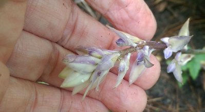 Kinba flower head - September 8, 2016