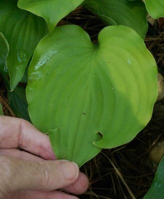 might be a longipes latifolia seedling - September 13, 2016