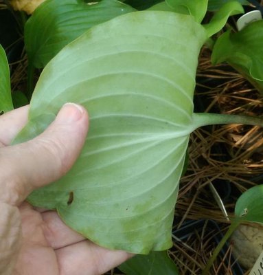 might be a longipes latifolia seedling - September 13, 2016