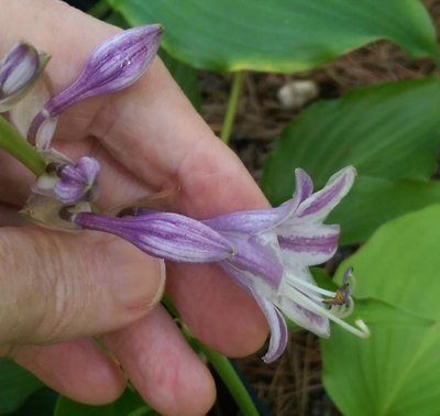 might be a longipes latifolia seedling - September 13, 2016