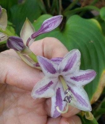 might be a longipes latifolia seedling - September 13, 2016