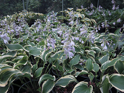 Hosta-Oshima-Silk-2.jpg