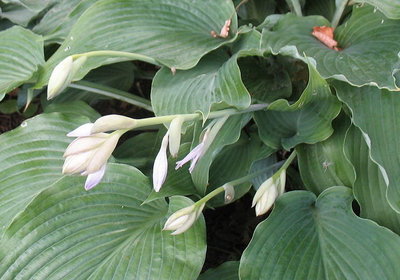 August 5 - buds are put out on nearly horizontal scapes.