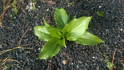 weedling in the garden path - April 9, 2017