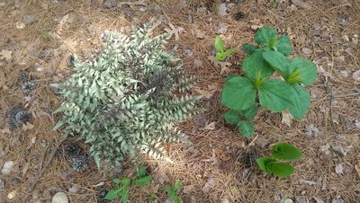 Japanese Painted Fern &amp; Trillium - April 20, 2017