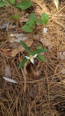 Trillium - April 20, 2017