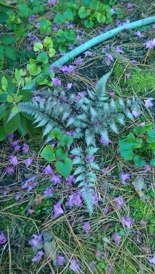 fern weedling - April 18, 2017