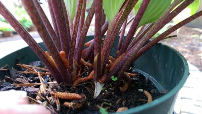 Art Wrede seedling #56 - May 23, 2017