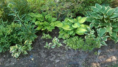 Front lawn garden - June 2, 2017