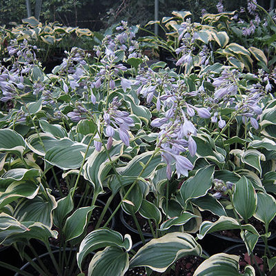 Hosta-Oshima-Silk-flowers.jpg