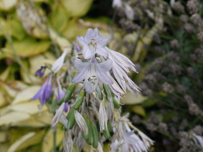 P1130926_fragrantblue_flowers.JPG