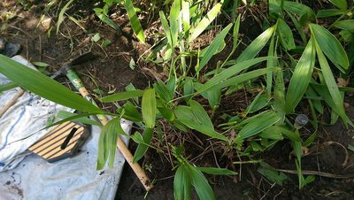 new garden space - June 29, 2017