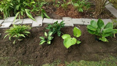 new front garden - July 1, 2017