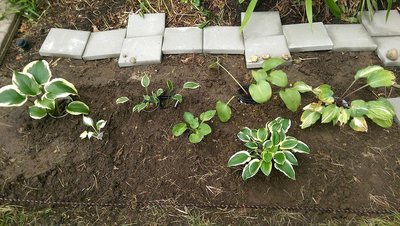 new front garden - July 1, 2017