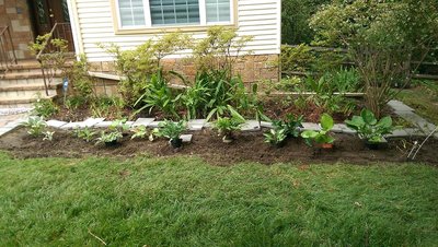 new front garden - July 1, 2017