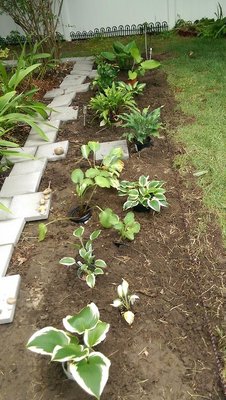 new front garden - July 1, 2017