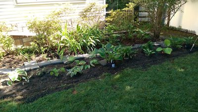 new garden with &quot;Romulus&quot; in the middle - July 2, 2017