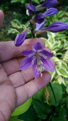 Purple Bouquet - July 3, 2017