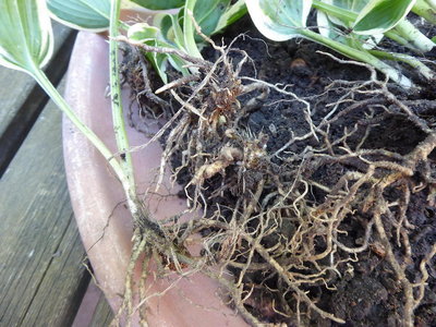 The first root picture taken today. Look at the under side of the eye to the left of the photo.