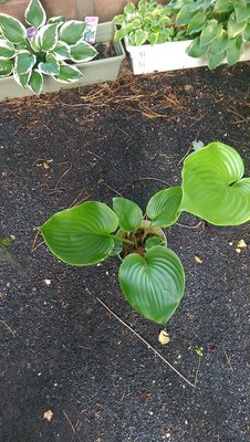 Lady Isobel Barnett and a leaf of Gunther's Rim - July 12, 2017