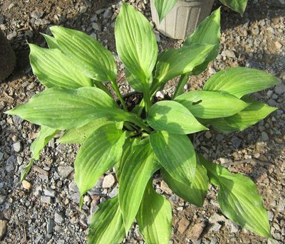 H. 'Elizabeth Campbell' in a pot.