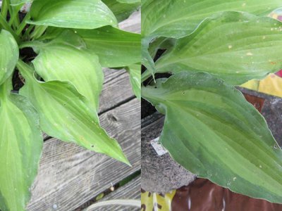 Two photos of the leaves today-mid July, admittedly the are fading