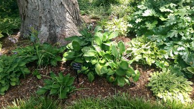 Dallas Arboretum - May 29, 2017