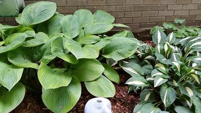 Hosta on Left by gallon jug for size.<br />Hosta on Right is Risky Business