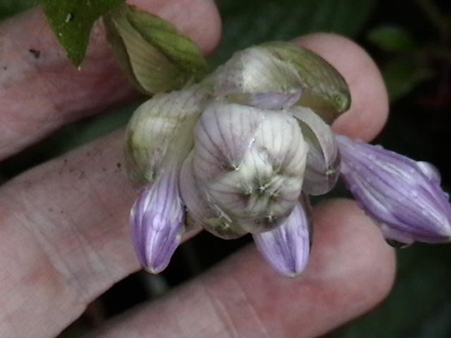 capitata - June 10, 2011