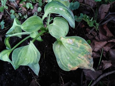 Rhino Hide leaf discoloration