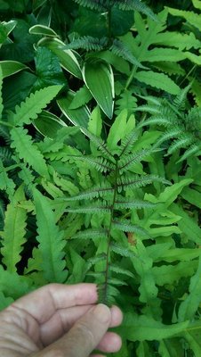 Ferns - July 28, 2017